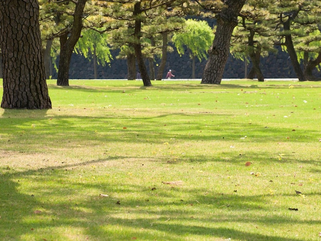 Parco centrale della città di Tokyo.