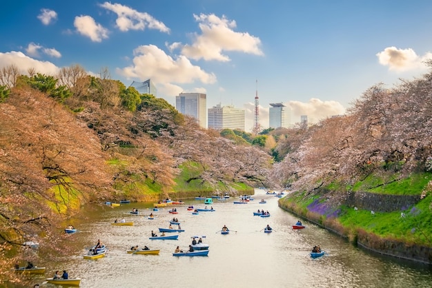 Parco Chidorigafuchi durante la stagione primaverile con sakura a Tokyo in Giappone