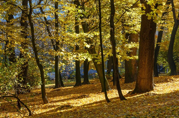 Parco cittadino autunnale con foglie gialle sotto gli alberi.