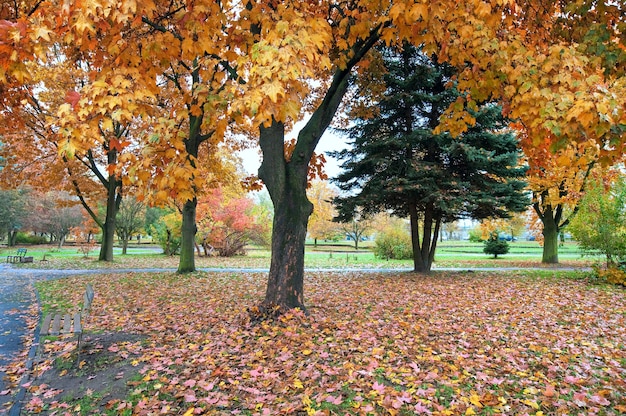 Parco cittadino autunnale dorato (con grande albero di acero sul davanti)