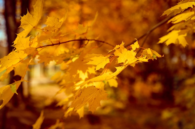 Parco cittadino autunnale o foresta nella soleggiata giornata autunnale. rami di aceri con foglie che cadono arancioni. bel tempo