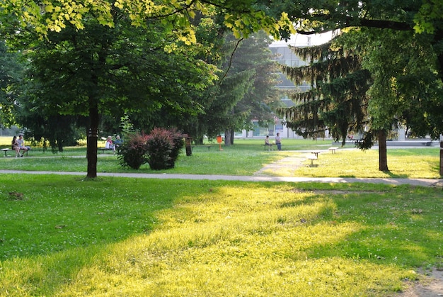 Parco cittadino con alberi, verde e erba verde con cielo blu limpido in estate nel centro della città