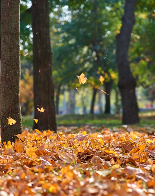 Parco cittadino d&#39;autunno con alberi e foglie gialle secche