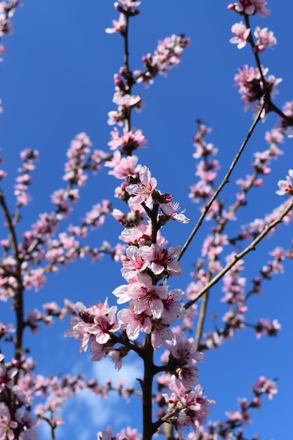 Parco cittadino dei fiori di ciliegio