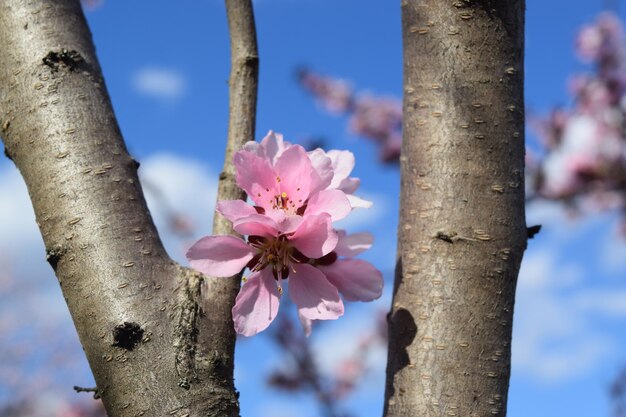 Parco cittadino dei fiori di ciliegio