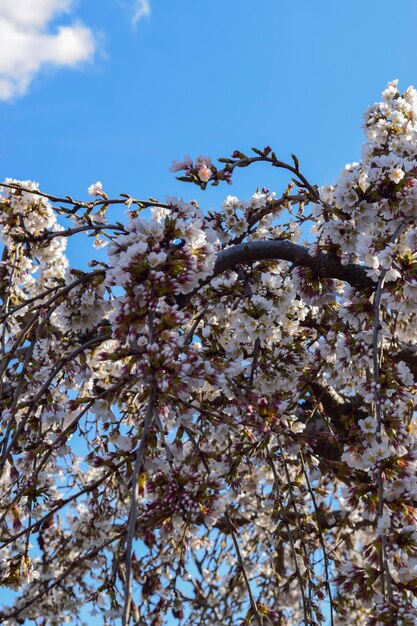 Parco cittadino dei fiori di ciliegio