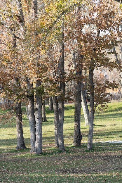 Parco cittadino in autunno autunnale con foglie per terra