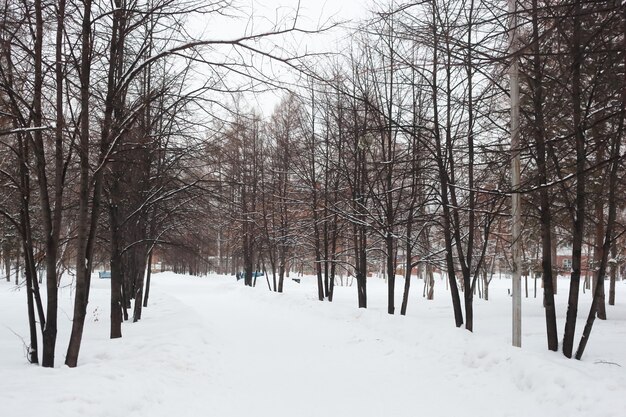 Parco cittadino in inverno