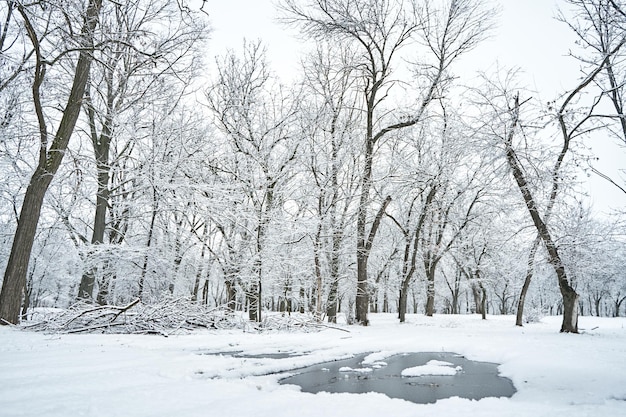 Parco cittadino invernale innevato bianco, con una pozzanghera ghiacciata in mezzo alla strada.