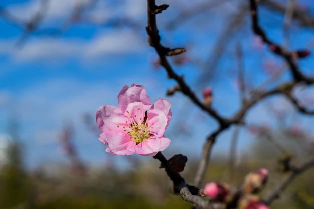 Parco cittadino rosa Cherry Blossoms