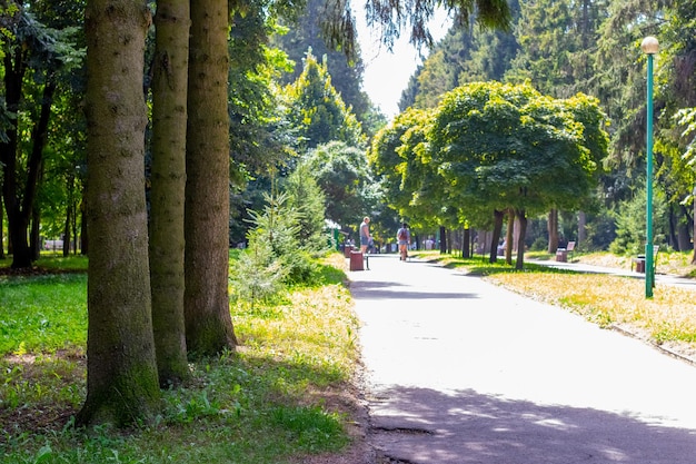 Parco con alberi di vicolo e vegetazione verde in estate in una giornata di sole