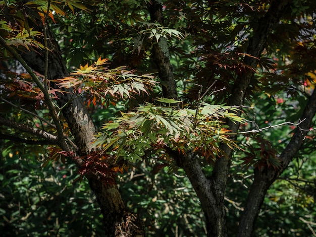 Parco con alberi e vegetazione