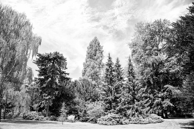 Parco con alberi verdi ed erba a Praga Repubblica Ceca