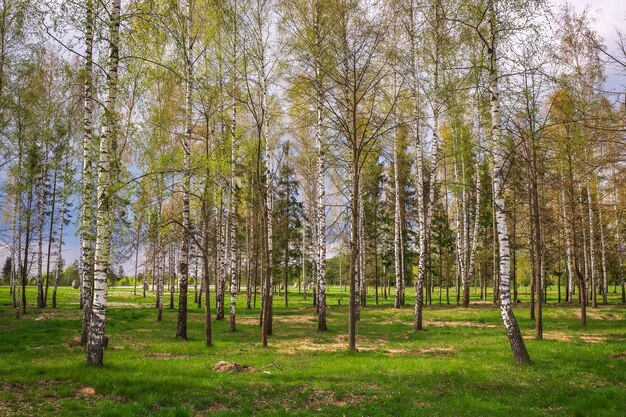 Parco con betulle ed erba verde