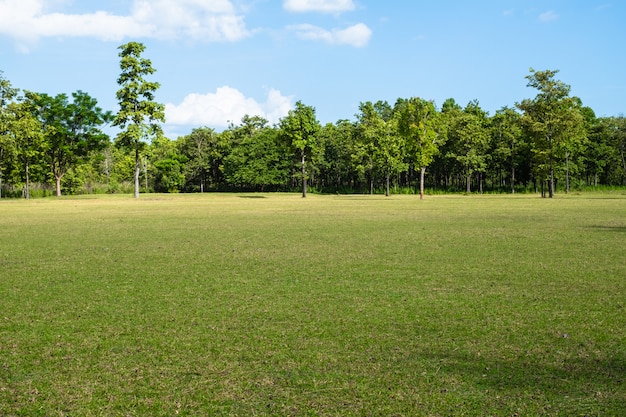 Parco con campo di erba verde