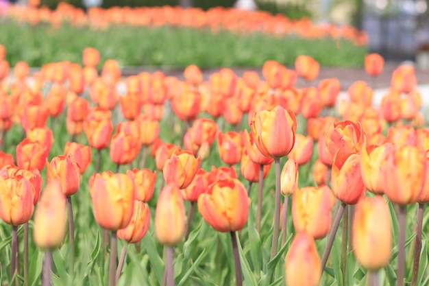 Parco con closeup tulipani luminosi Vicolo di tulipani yellowred Messa a fuoco selettiva su aiuole in primavera