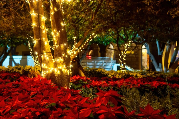 Parco con luci natalizie e fiori di notte a Queretaro in Messico