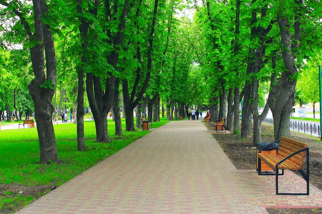 Parco con percorso pedonale e grandi alberi verdi