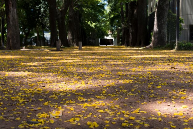 Parco coperto di petali gialli dell'albero tipa