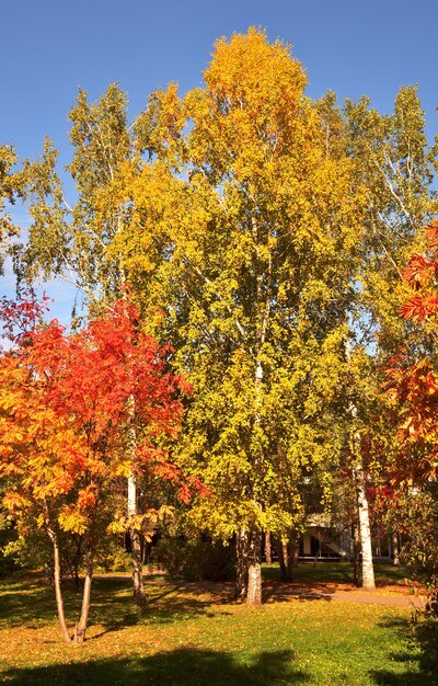 Parco d'autunno. Alberi dal fogliame luminoso in piazza Pervomaisky