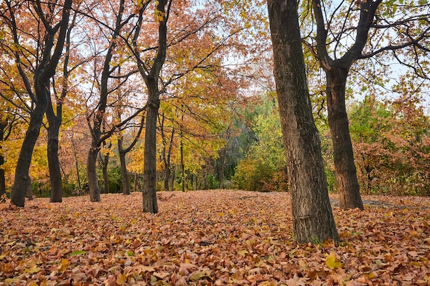 Parco d'autunno con foglie d'autunno arancioni a terra.