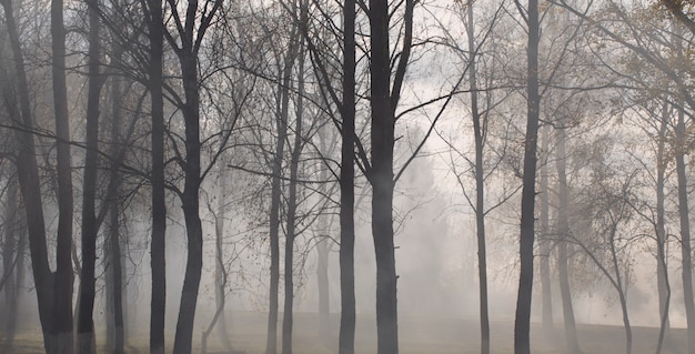 Parco d'autunno con nebbia misteriosa