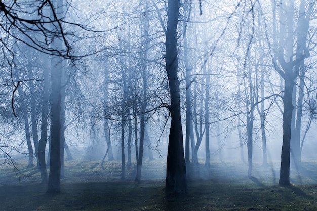 Parco d'autunno con nebbia misteriosa