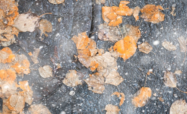 Parco d'autunno nei giorni della prima neve