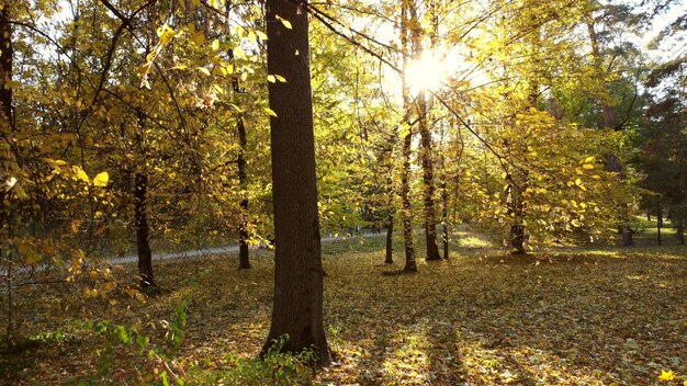 Parco d'autunno tra i rami degli alberi con foglie gialle nella soleggiata giornata autunnale il sole splende luminoso tra