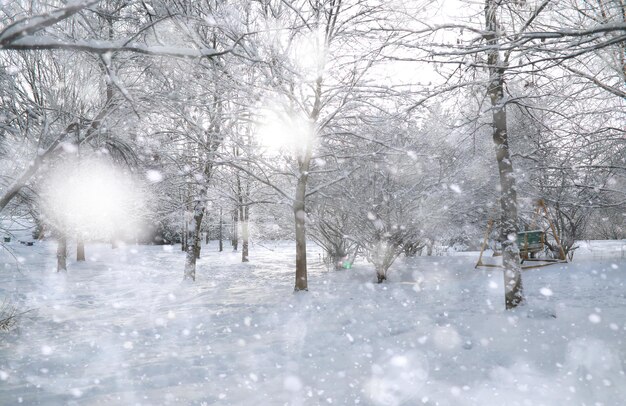 Parco d'inverno. Paesaggio in tempo nevoso. giorno di gennaio.