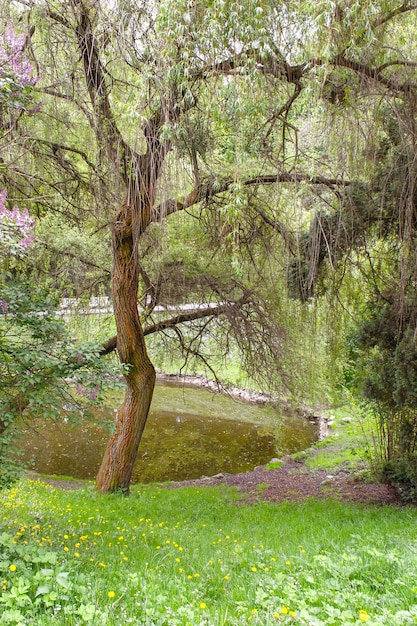 Parco dei salici vicino allo stagno