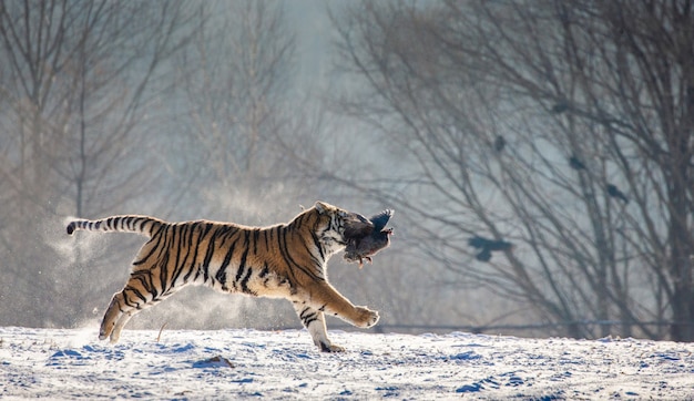 Parco della tigre siberiana