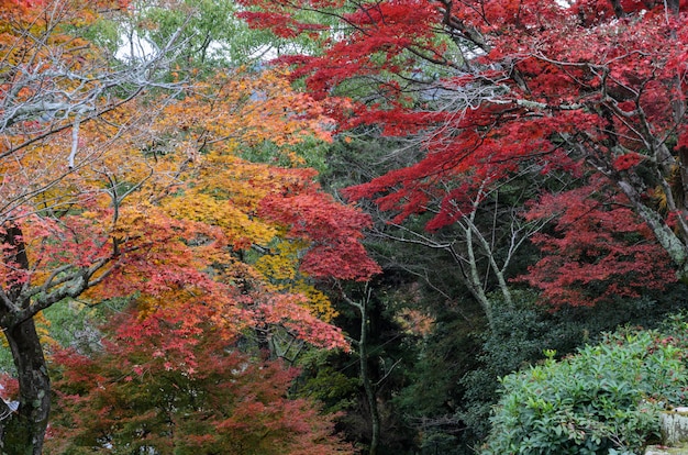 Parco della valle delle foglie di acero a Miyajima, Giappone