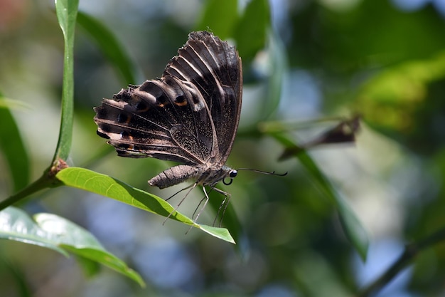 Parco delle farfalle a Bali, Indonesia.