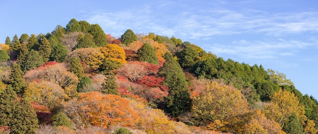 Parco di autunno della foresta di Korankei Nagoya