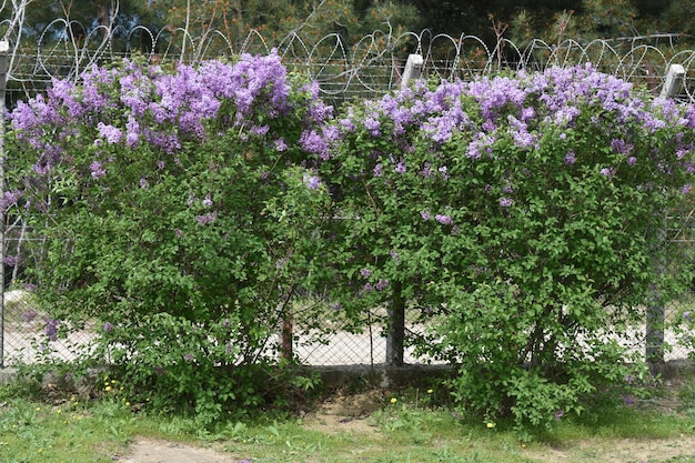 parco di campi di erba verde