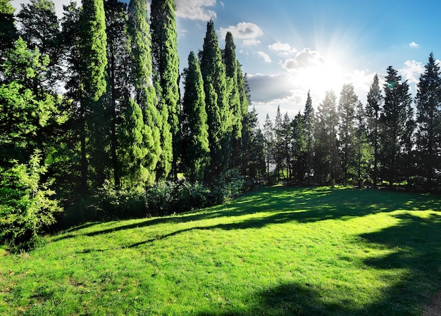 Parco di cipressi verdi nella soleggiata giornata estiva