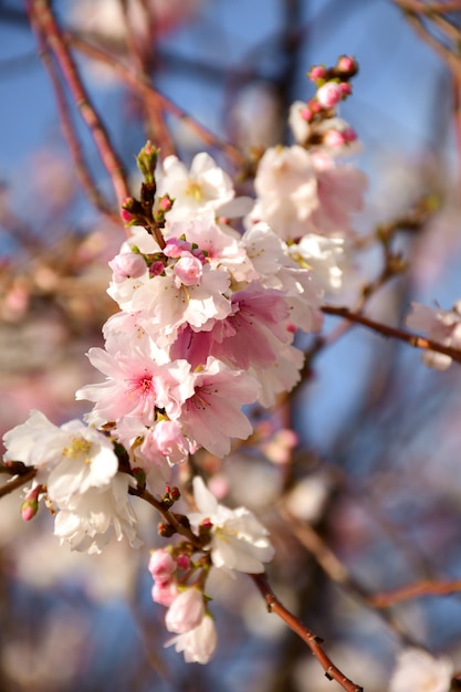 Parco di fiori di ciliegio a fioritura invernale n Kenrokuen a Kanasawa, Giappone.