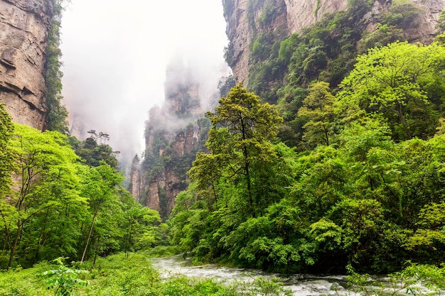 Parco forestale nazionale Zhangjiajie. Incredibile paesaggio naturale con flusso di frusta dorata e pietre di quarzo colonne di pietra nella nebbia e nuvole