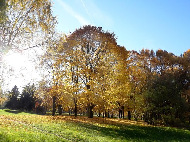 Parco giallo e verde autunnale come luminosa giornata di sole