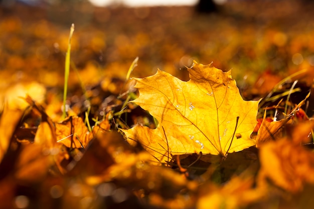 Parco in autunno