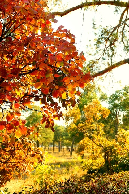 Parco in autunno