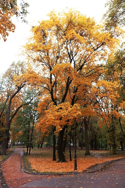 Parco in autunno