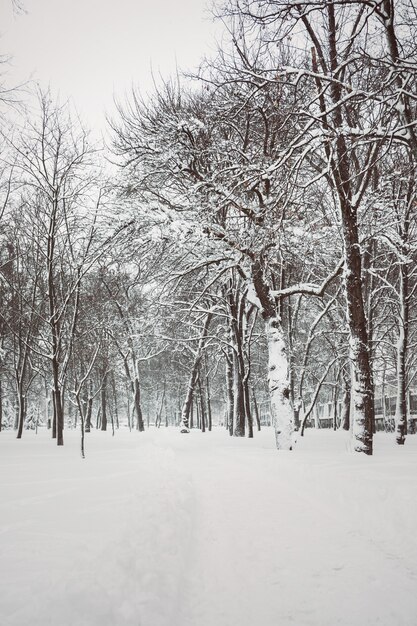 Parco innevato serale