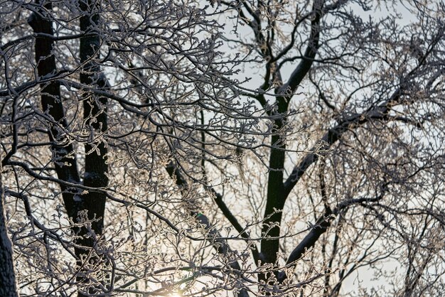 Parco invernale con alberi coperti di brina e neve