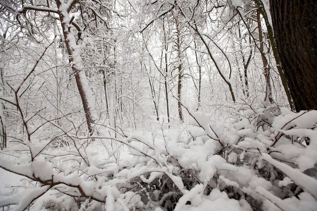 Parco invernale con alberi senza fogliame