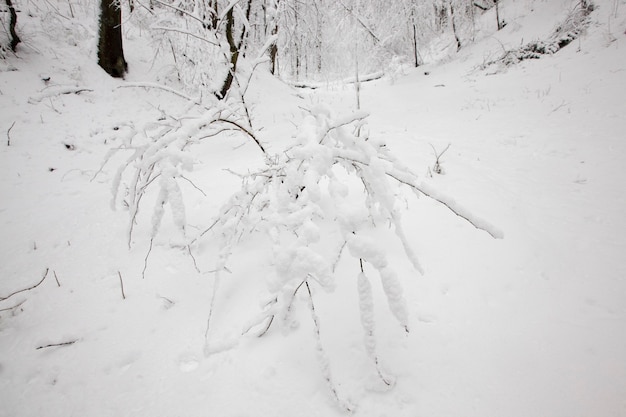 Parco invernale con alberi senza fogliame