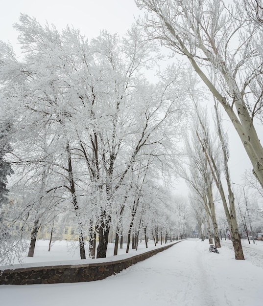 Parco invernale coperto di neve bianca