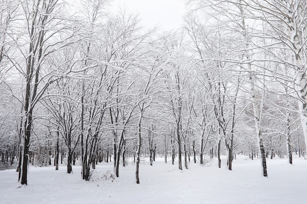 Parco invernale e panchine innevate. Parco e molo per l'alimentazione di anatre e piccioni. La famiglia in una passeggiata nella neve ha coperto il parco autunnale.