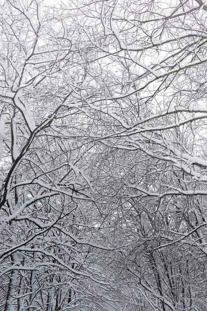 Parco invernale e panchine innevate. Parco e molo per l'alimentazione di anatre e piccioni. La famiglia in una passeggiata nella neve ha coperto il parco autunnale.